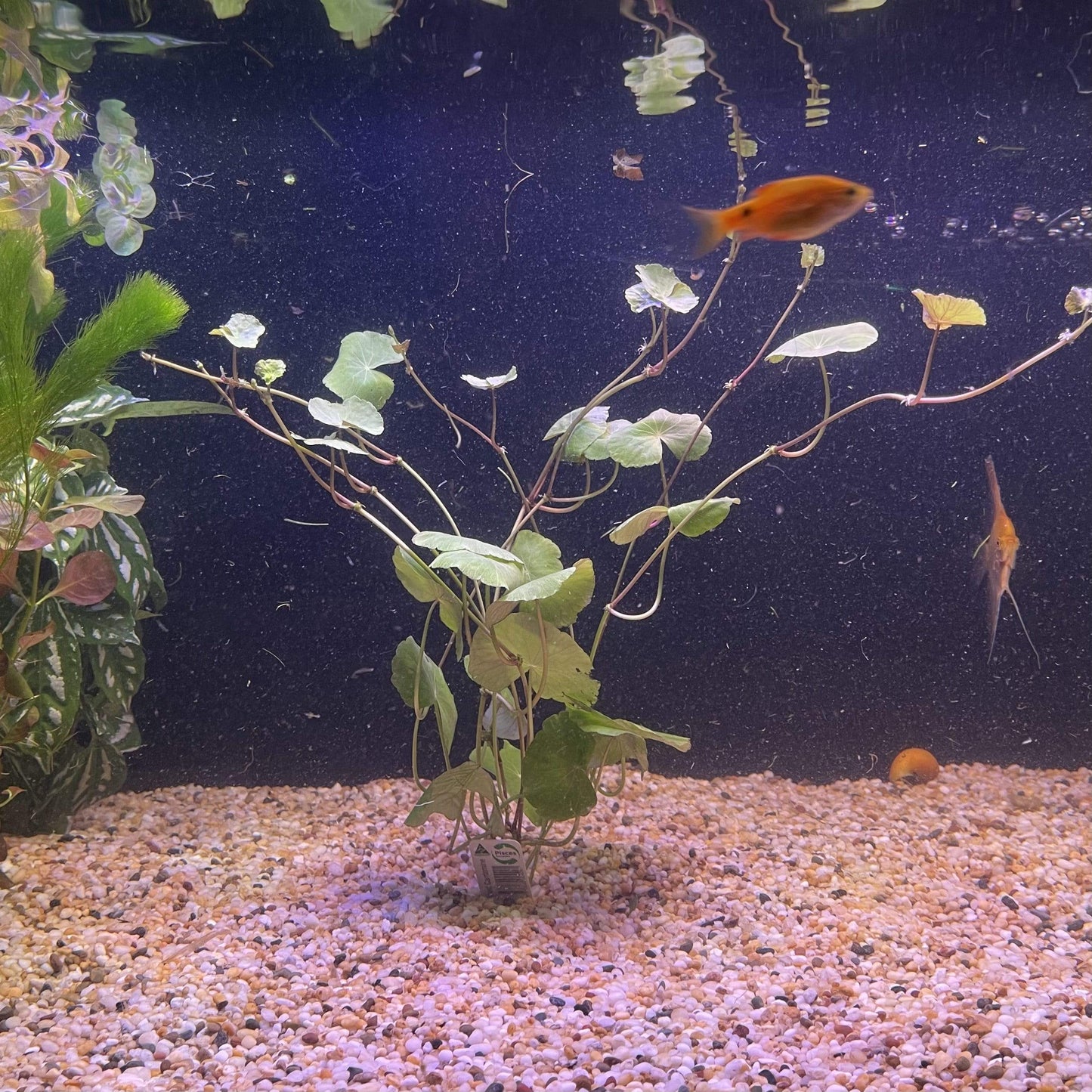 Pisces Enterprises Bunch Plant Giant Cardamine Bunch