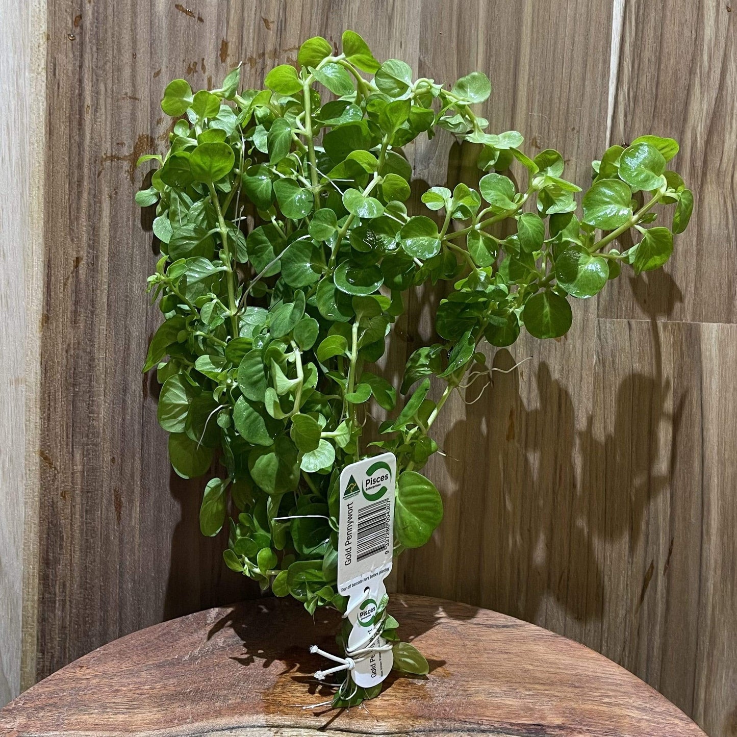 Pisces Enterprises Bunch Plant Gold Pennywort Bunch