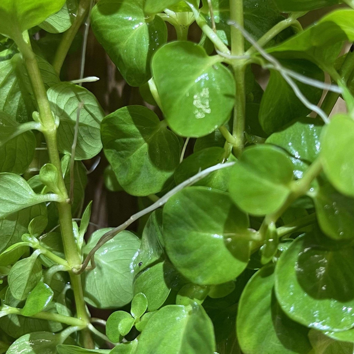 Pisces Enterprises Bunch Plant Gold Pennywort Bunch