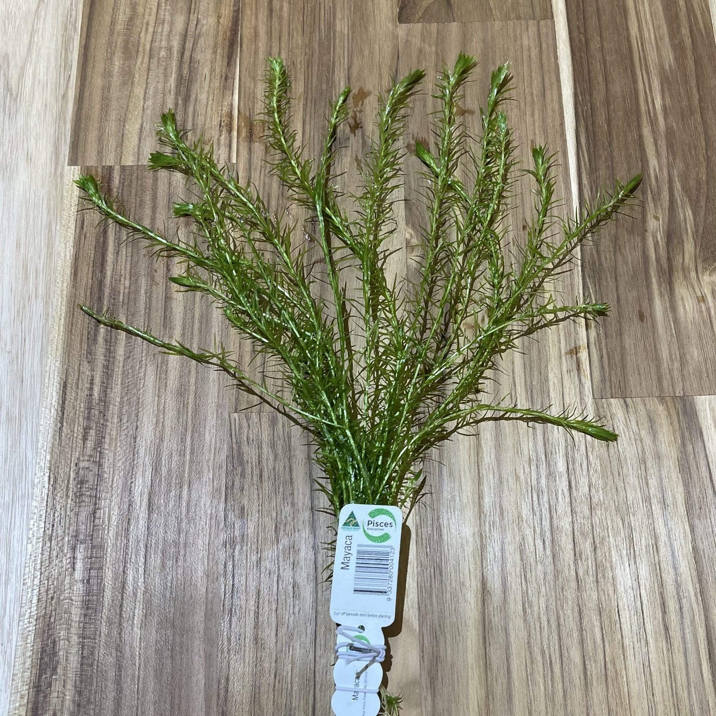 Pisces Enterprises Bunch Plant Mayaca Bunch