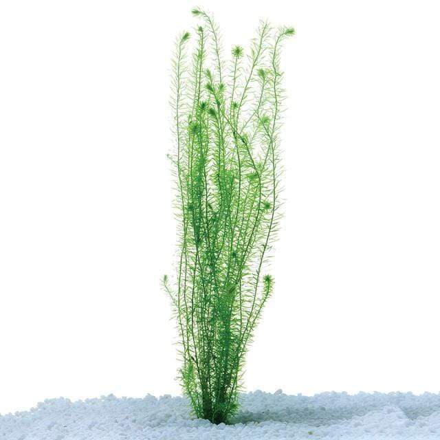 Pisces Enterprises Bunch Plant Mayaca Bunch