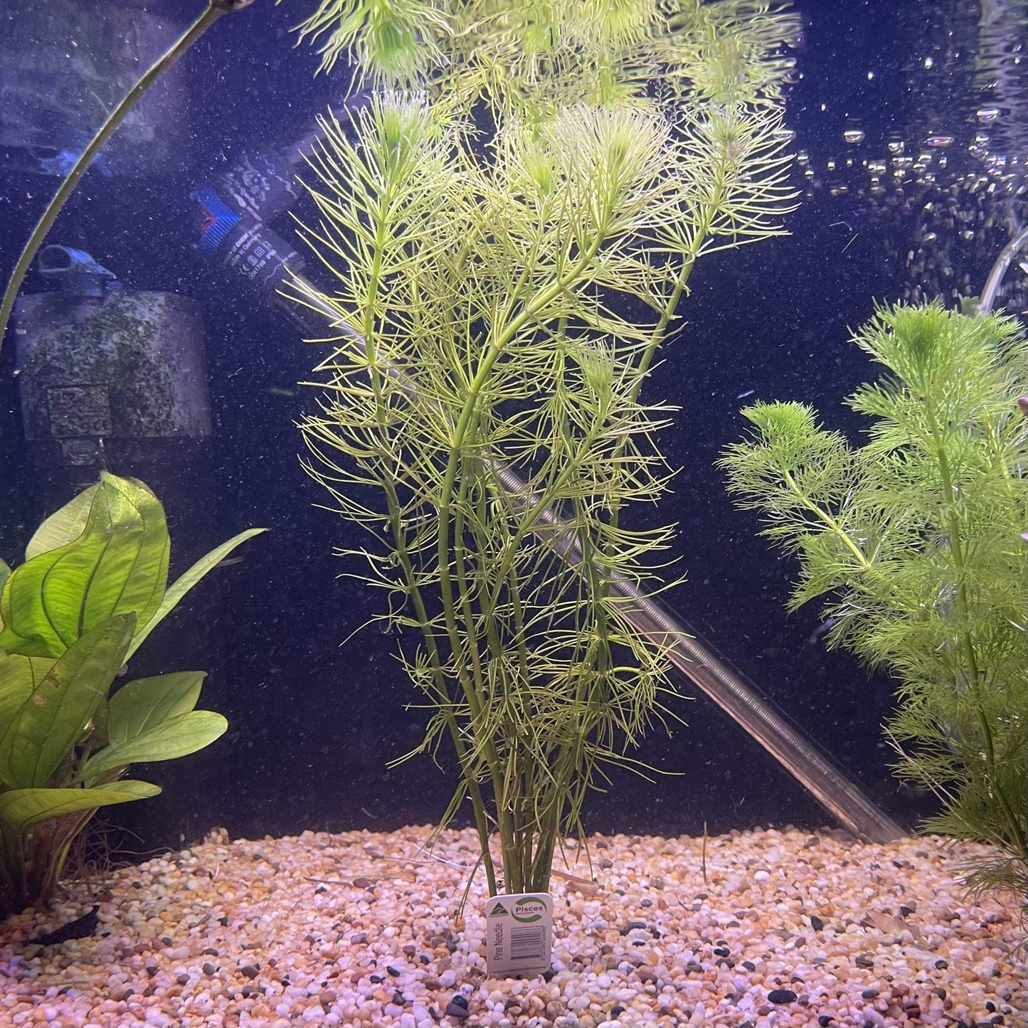 Pisces Enterprises Bunch Plant Pine Needles Bunch