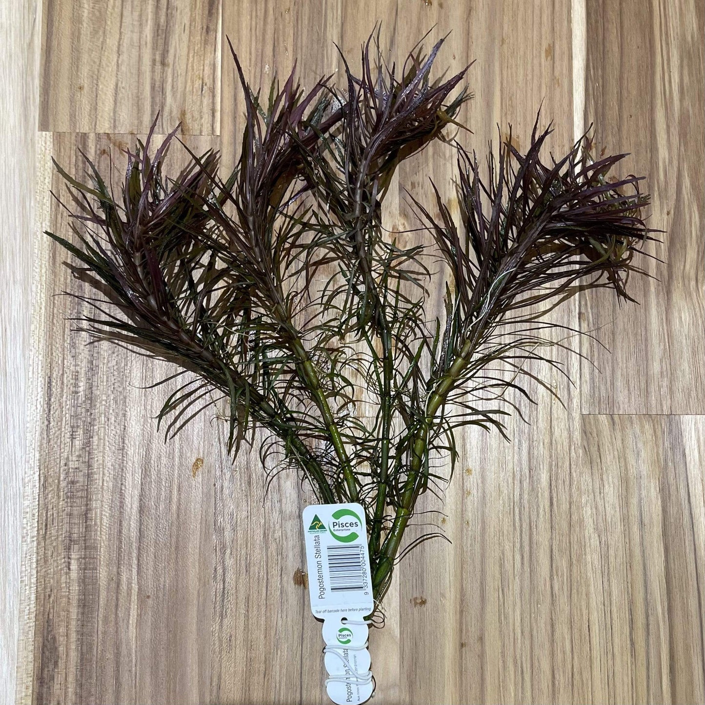 Pisces Enterprises Bunch Plant Pogostemon Stellata Bunch