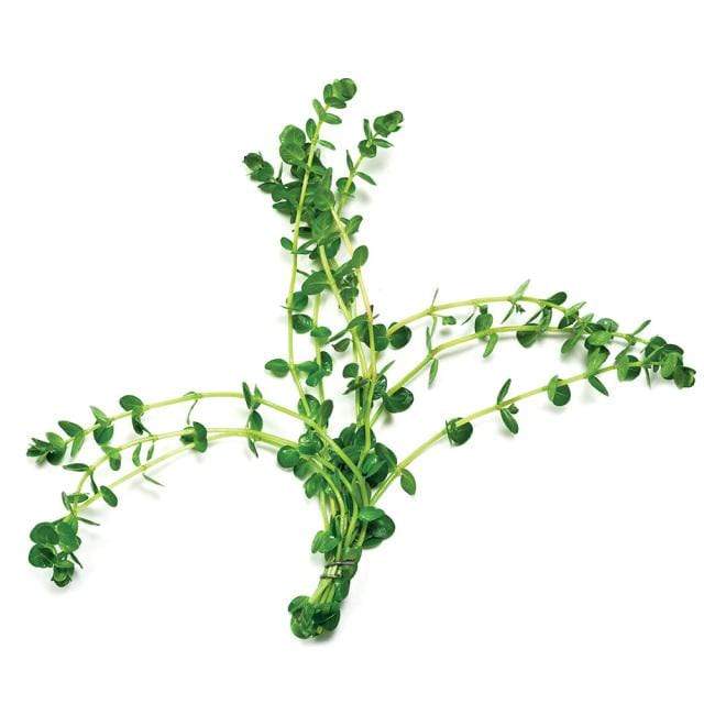 Pisces Enterprises Bunch Plant Rotala Rotundifolia Bunch