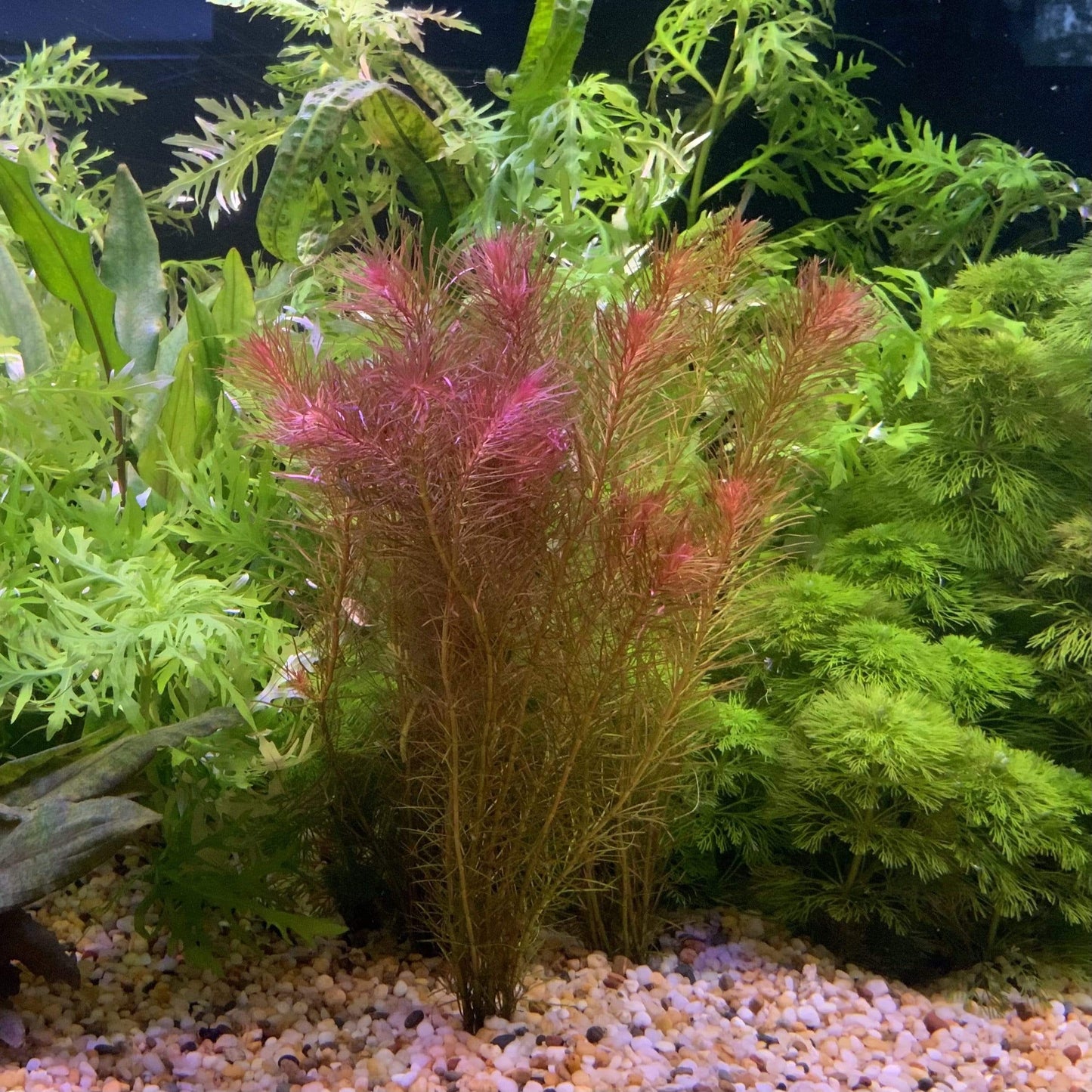 Pisces Enterprises Bunch Plant Rotala Wallichii Bunch