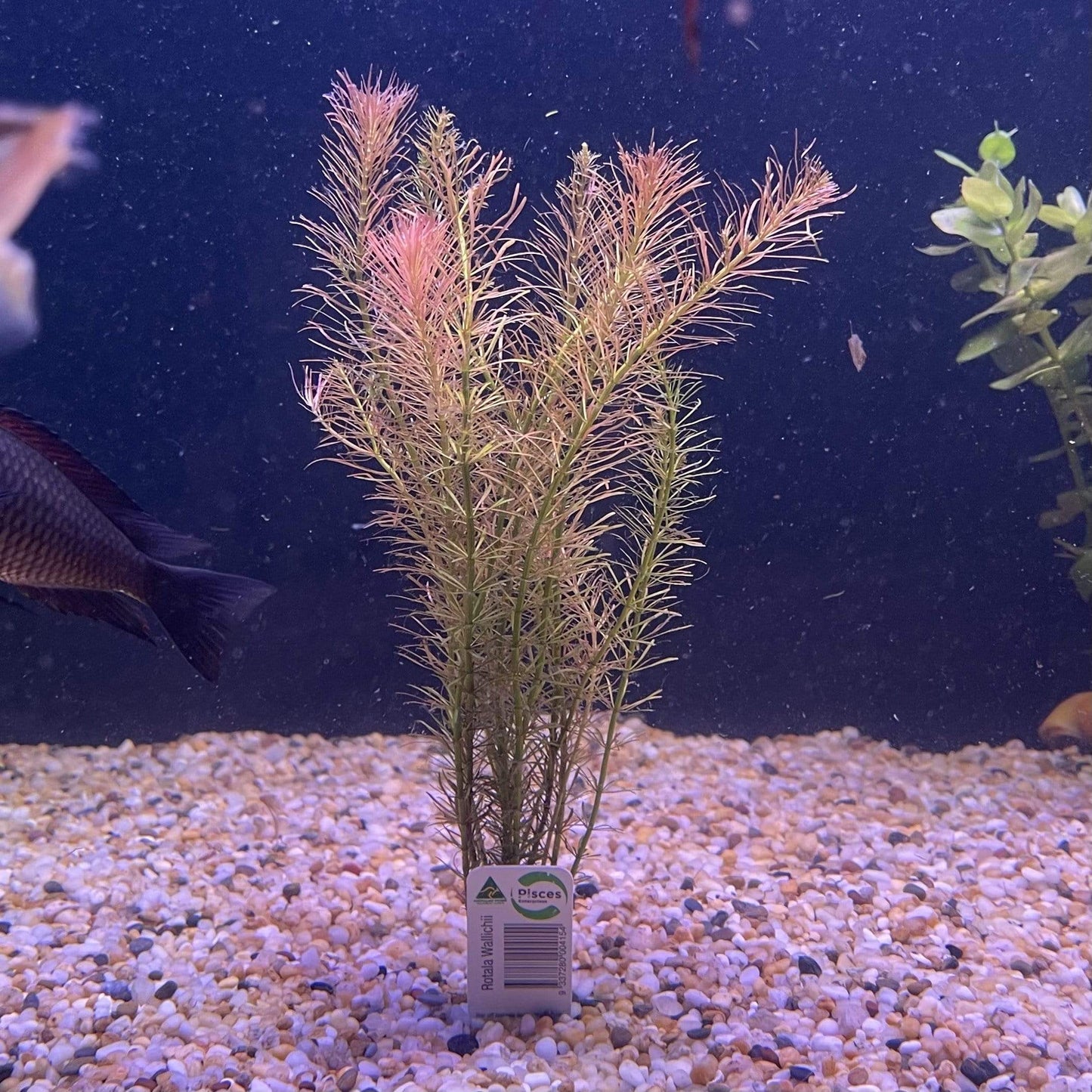 Pisces Enterprises Bunch Plant Rotala Wallichii Bunch