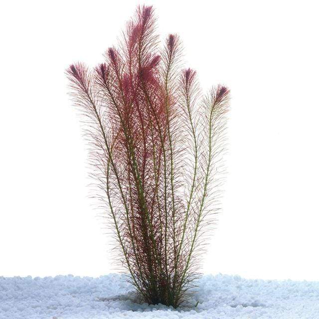 Pisces Enterprises Bunch Plant Rotala Wallichii Bunch