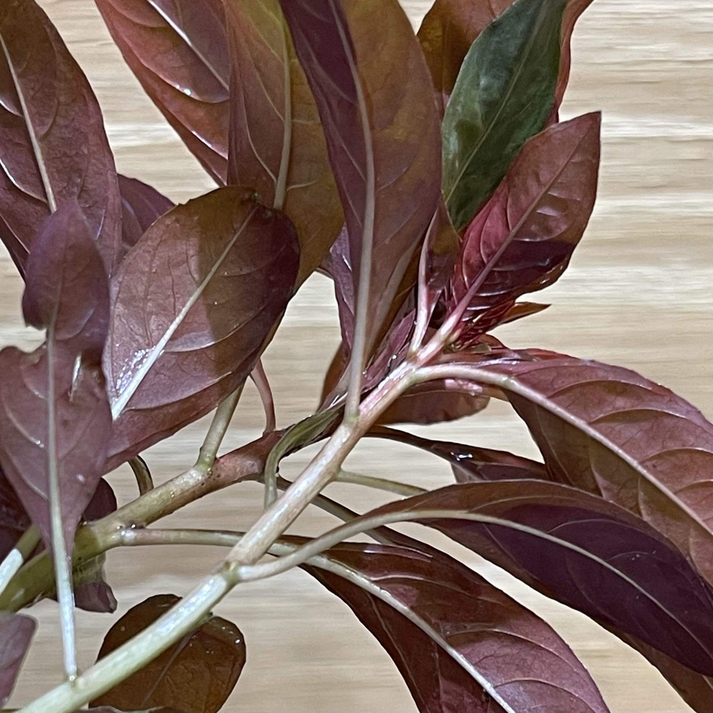 Pisces Enterprises Bunch Plant Scarlet Ludwigia Bunch