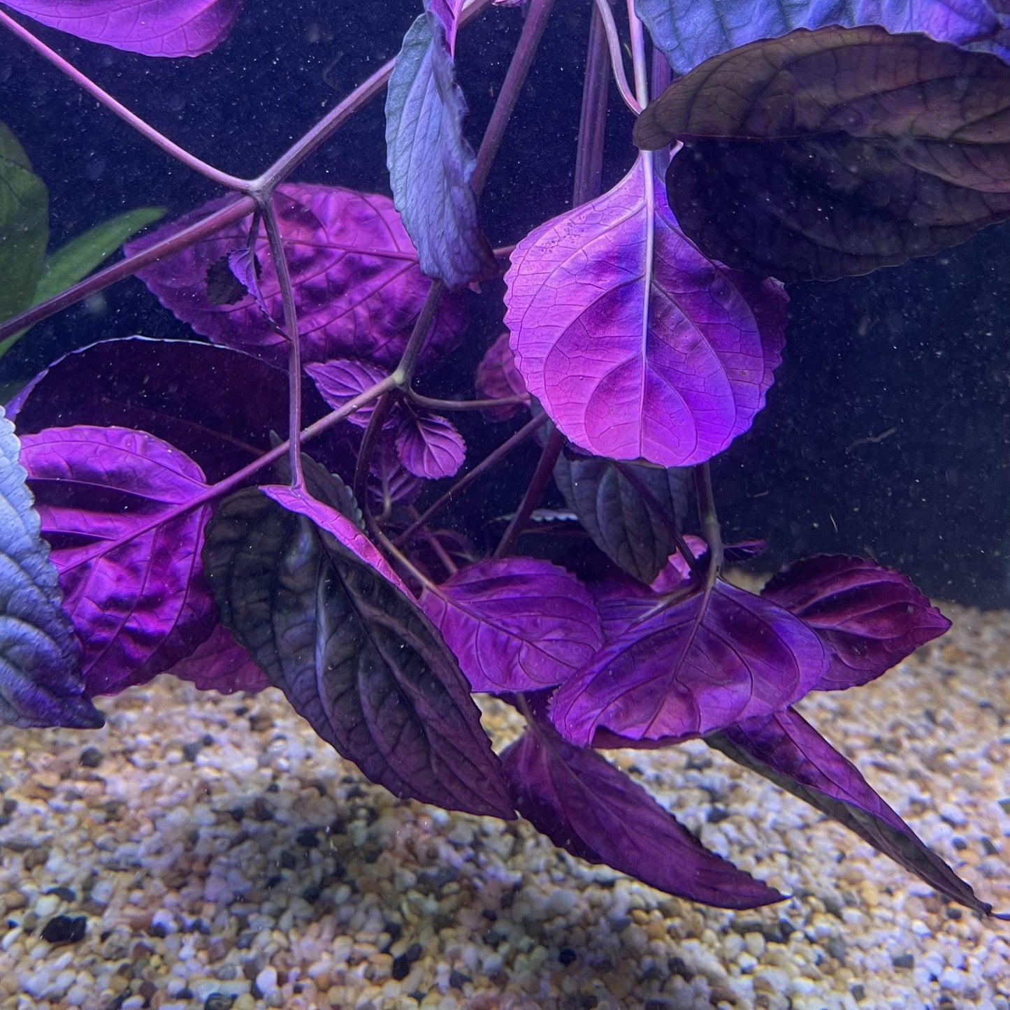 Pisces Enterprises Bunch Plant Silver Waffle Bunch