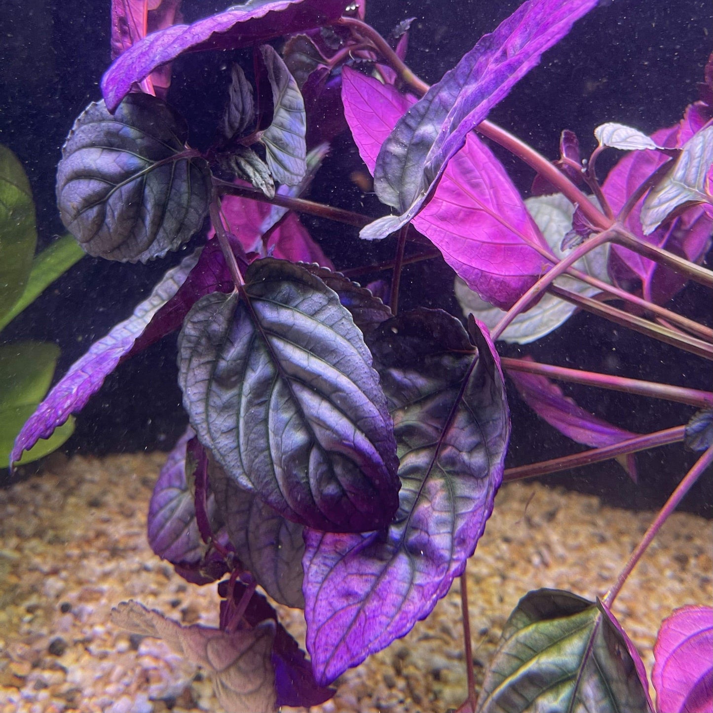 Pisces Enterprises Bunch Plant Silver Waffle Bunch