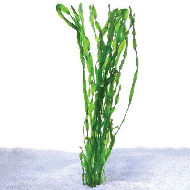 Pisces Enterprises Bunch Plant Vallisneria - Contortionist - Bunch