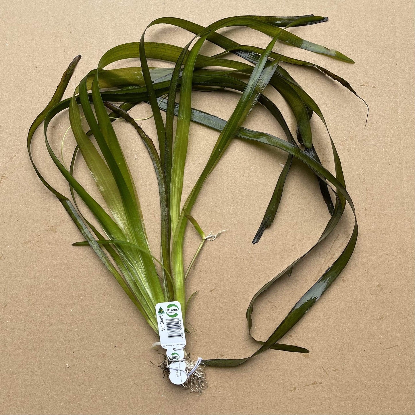 Pisces Enterprises Bunch Plant Vallisneria - Giant
