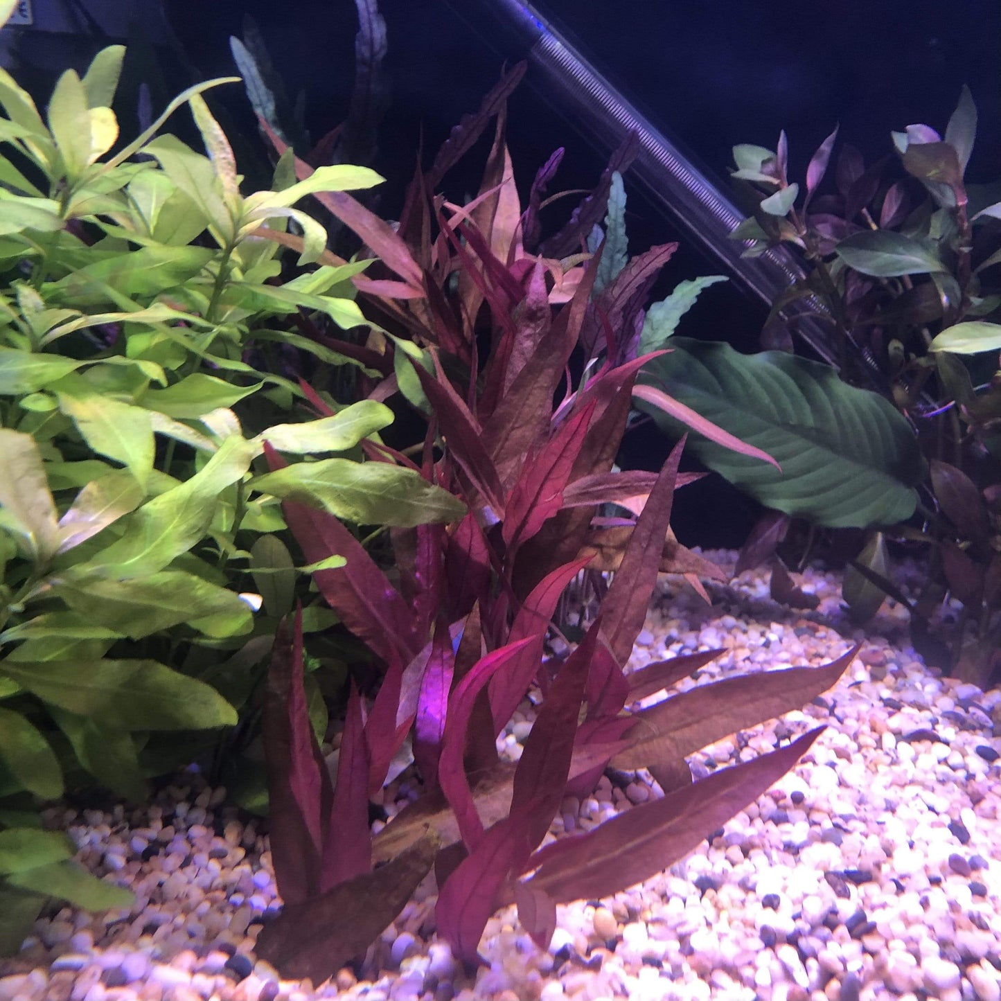 Pisces Enterprises Bunch Plant Violet Bunch