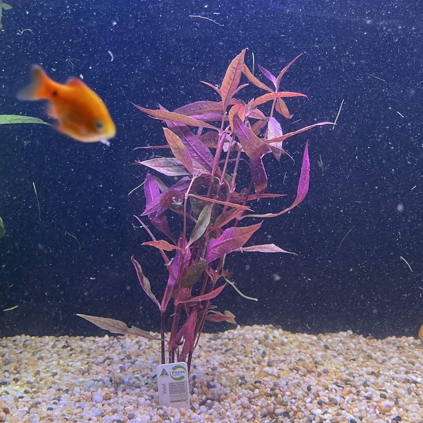 Pisces Enterprises Bunch Plant Violet Bunch