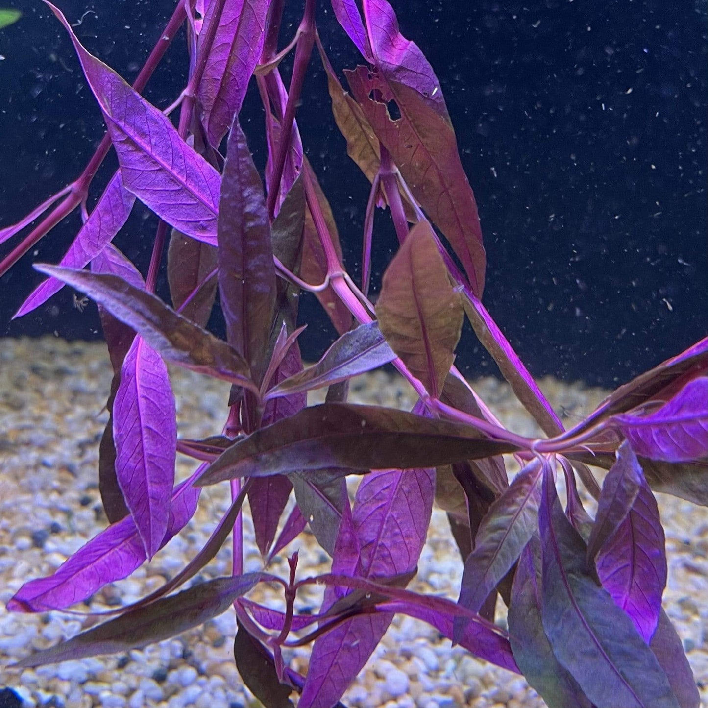 Pisces Enterprises Bunch Plant Violet Bunch