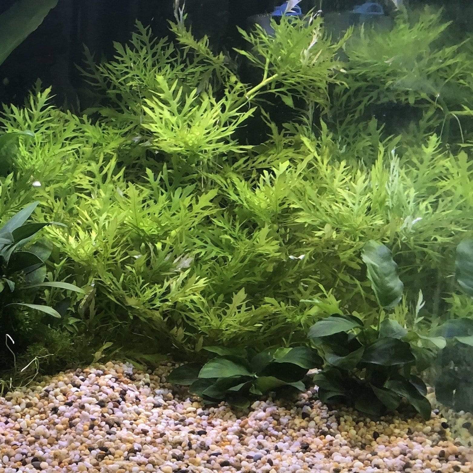 Pisces Enterprises Bunch Plant Wisteria Bunch