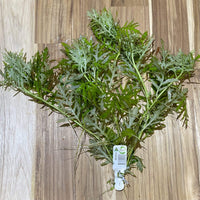 Pisces Enterprises Bunch Plant Wisteria Bunch