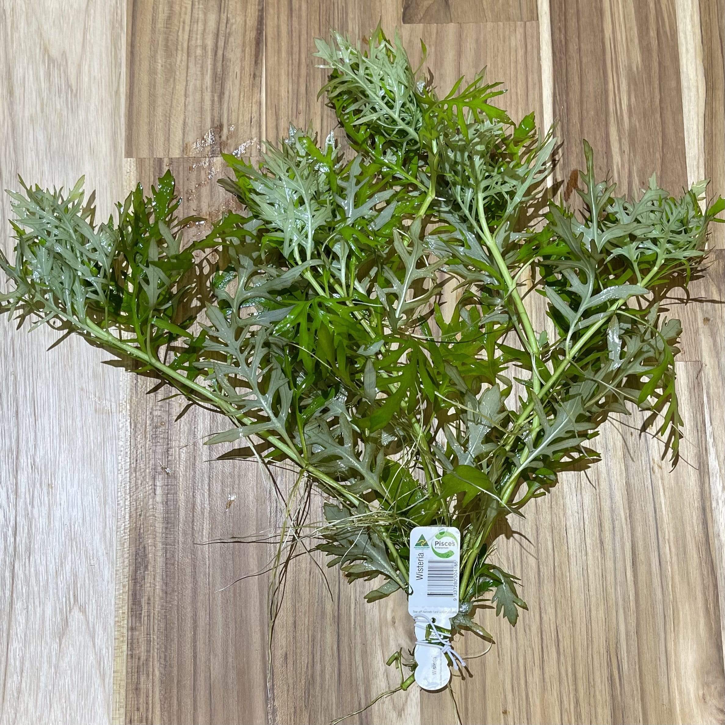 Pisces Enterprises Bunch Plant Wisteria Bunch