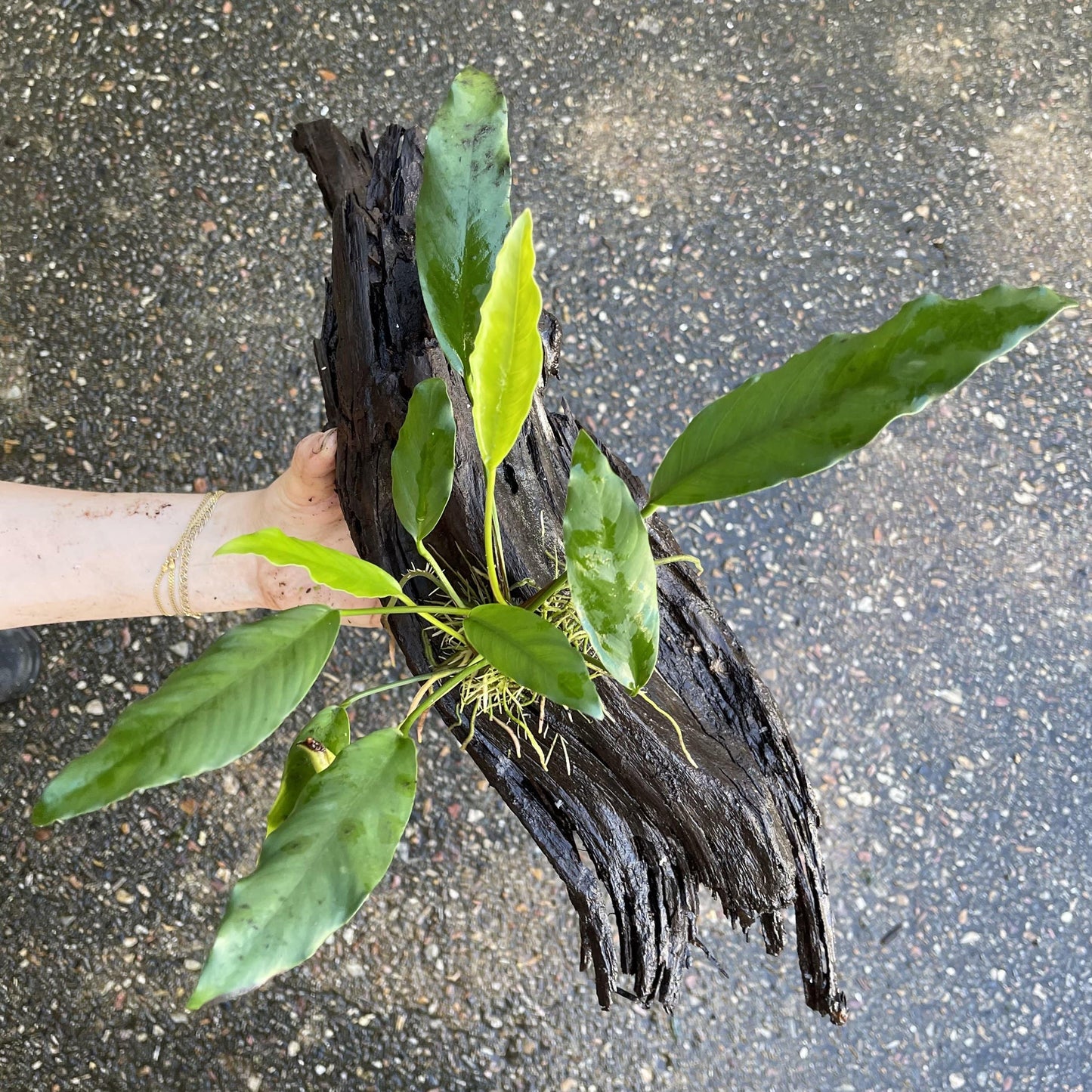 Pisces Enterprises Driftwood Creation Anubias Afzelli on Large Driftwood Creation Anubias Afzelli on Large Driftwood - Aquarium Plants