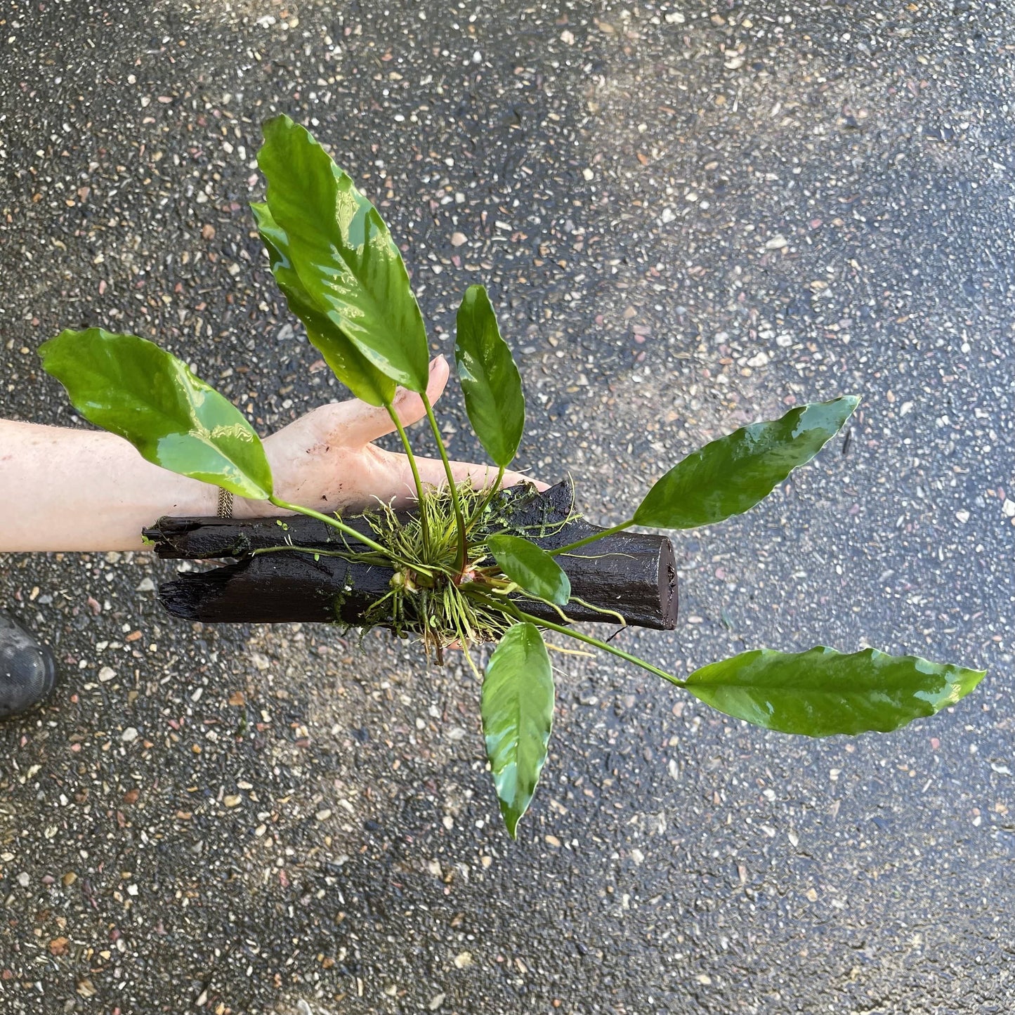 Pisces Enterprises Driftwood Creation Anubias Afzelli on Medium Driftwood Creation Anubias Afzelli on Medium Driftwood - Aquarium Plants