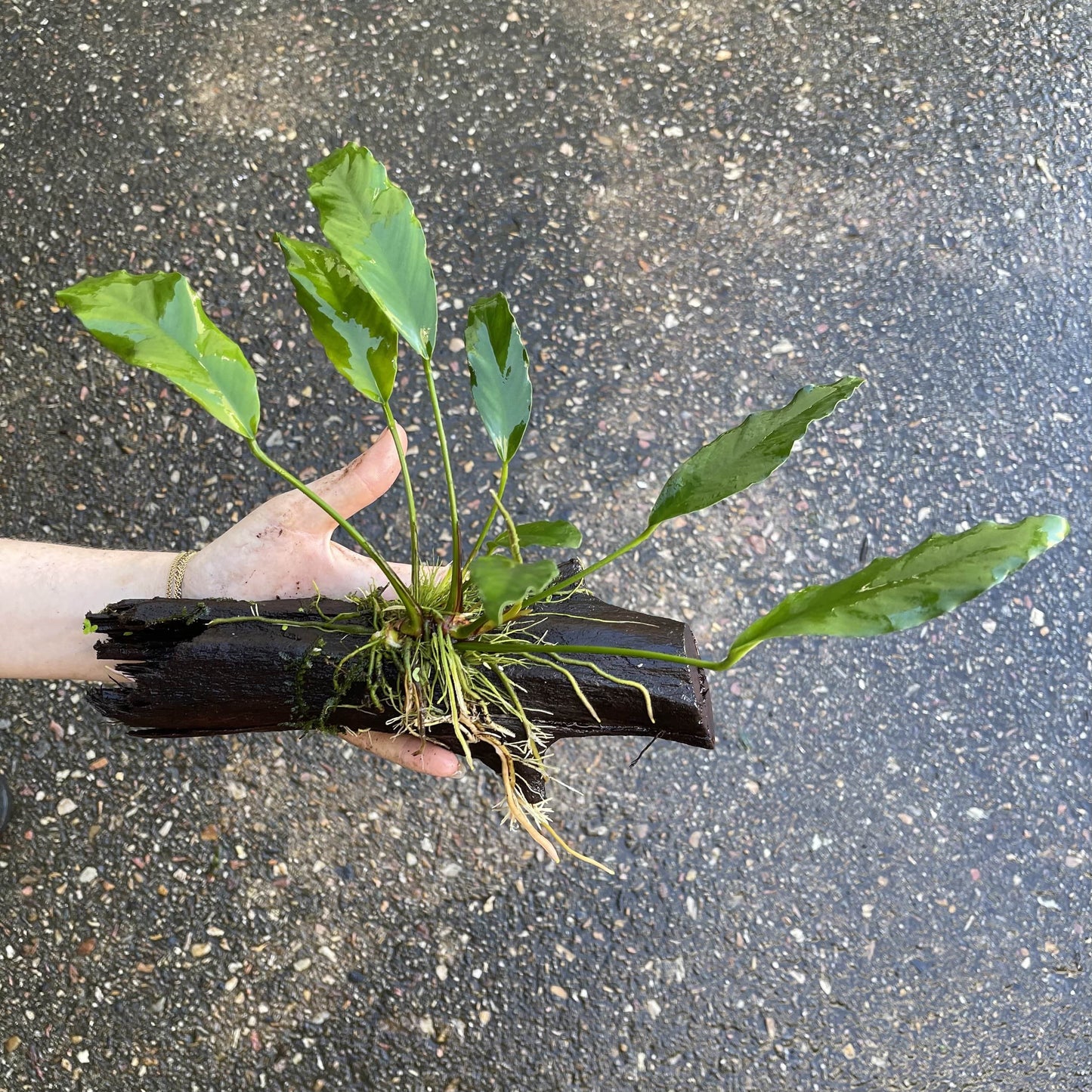 Pisces Enterprises Driftwood Creation Anubias Afzelli on Medium Driftwood Creation Anubias Afzelli on Medium Driftwood - Aquarium Plants