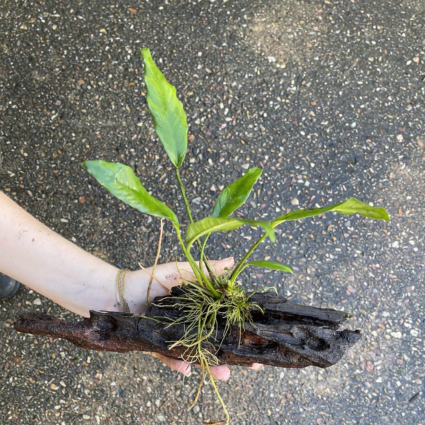 Pisces Enterprises Driftwood Creation Anubias Afzelli on Medium Driftwood Creation Anubias Afzelli on Medium Driftwood - Aquarium Plants