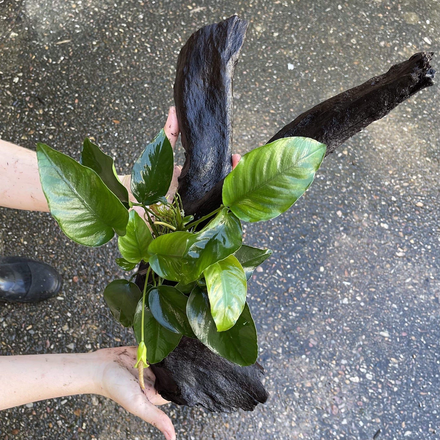 Pisces Enterprises Driftwood Creation Anubias Barteri Old-type on Large Driftwood Creation Anubias Barteri Old-type on Large Driftwood Aquarium Plants