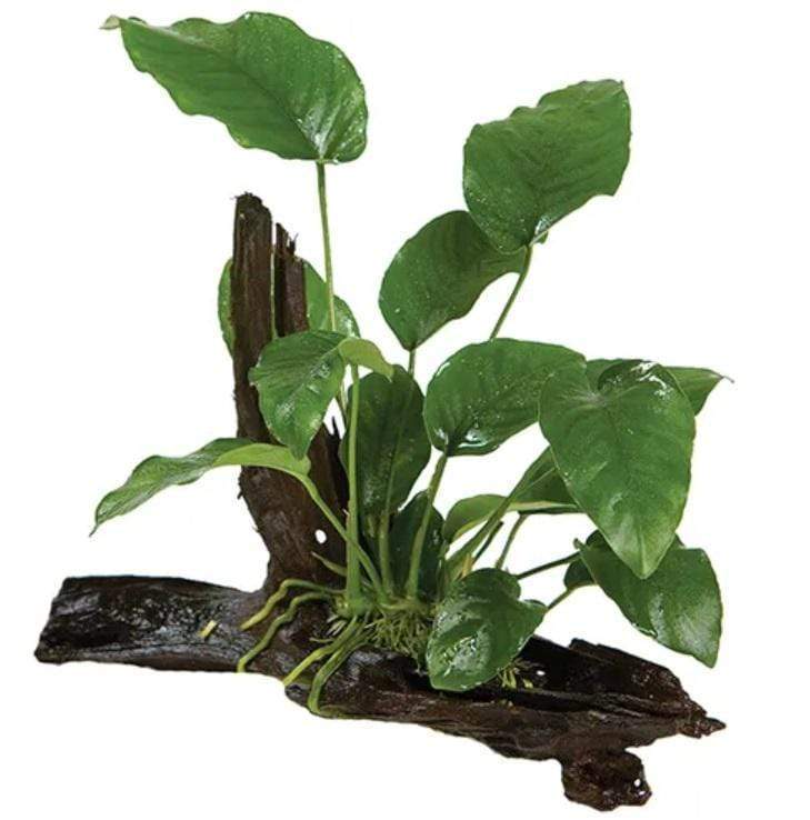 Pisces Enterprises Driftwood Creation Anubias Barteri Old-type on Large Driftwood Creation Anubias Barteri Old-type on Large Driftwood Aquarium Plants