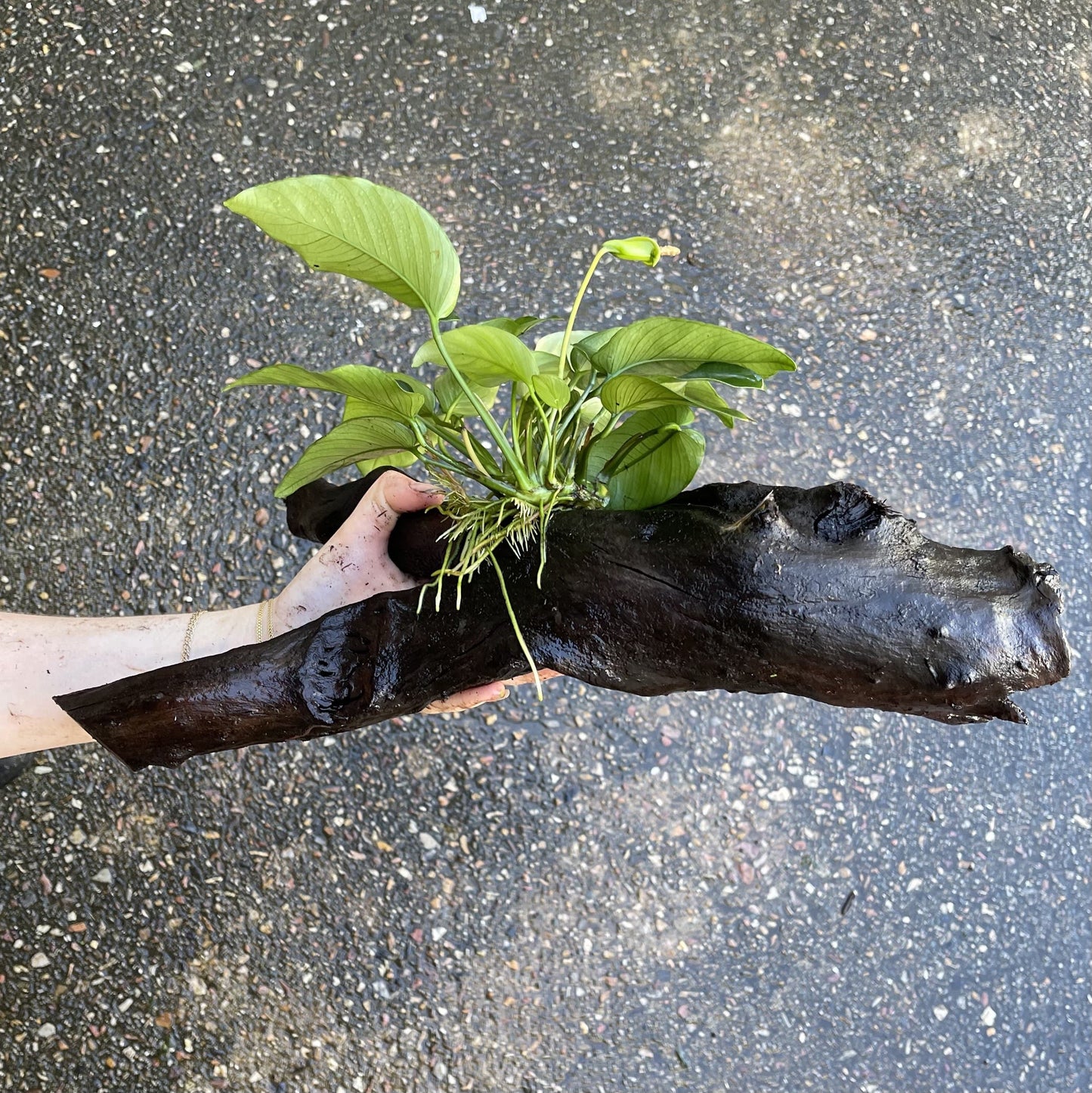 Pisces Enterprises Driftwood Creation Anubias Barteri Old-type on Large Driftwood Creation Anubias Barteri Old-type on Large Driftwood Aquarium Plants