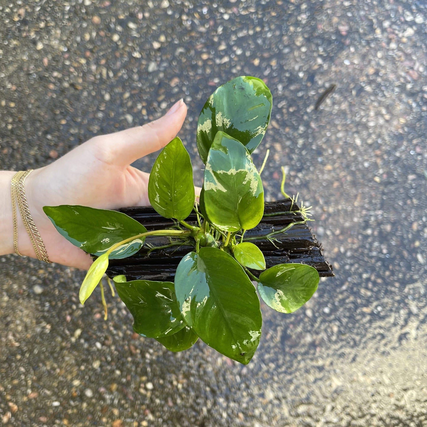 Pisces Enterprises Driftwood Creation Anubias Barteri Old-type on Mini Driftwood Creation Anubias Barteri Old-type on Mini Driftwood - Aquarium Plants