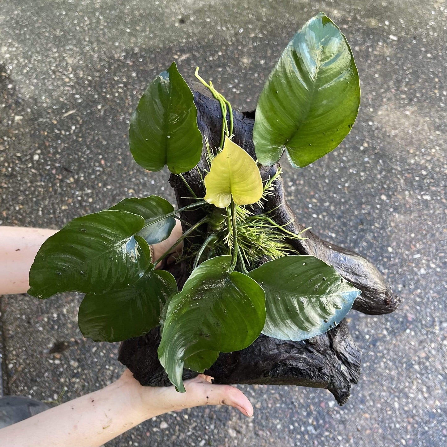 Pisces Enterprises Driftwood Creation Anubias Barteri on Large Driftwood Creation Anubias Barteri on Large Driftwood Aquarium Plants Australia