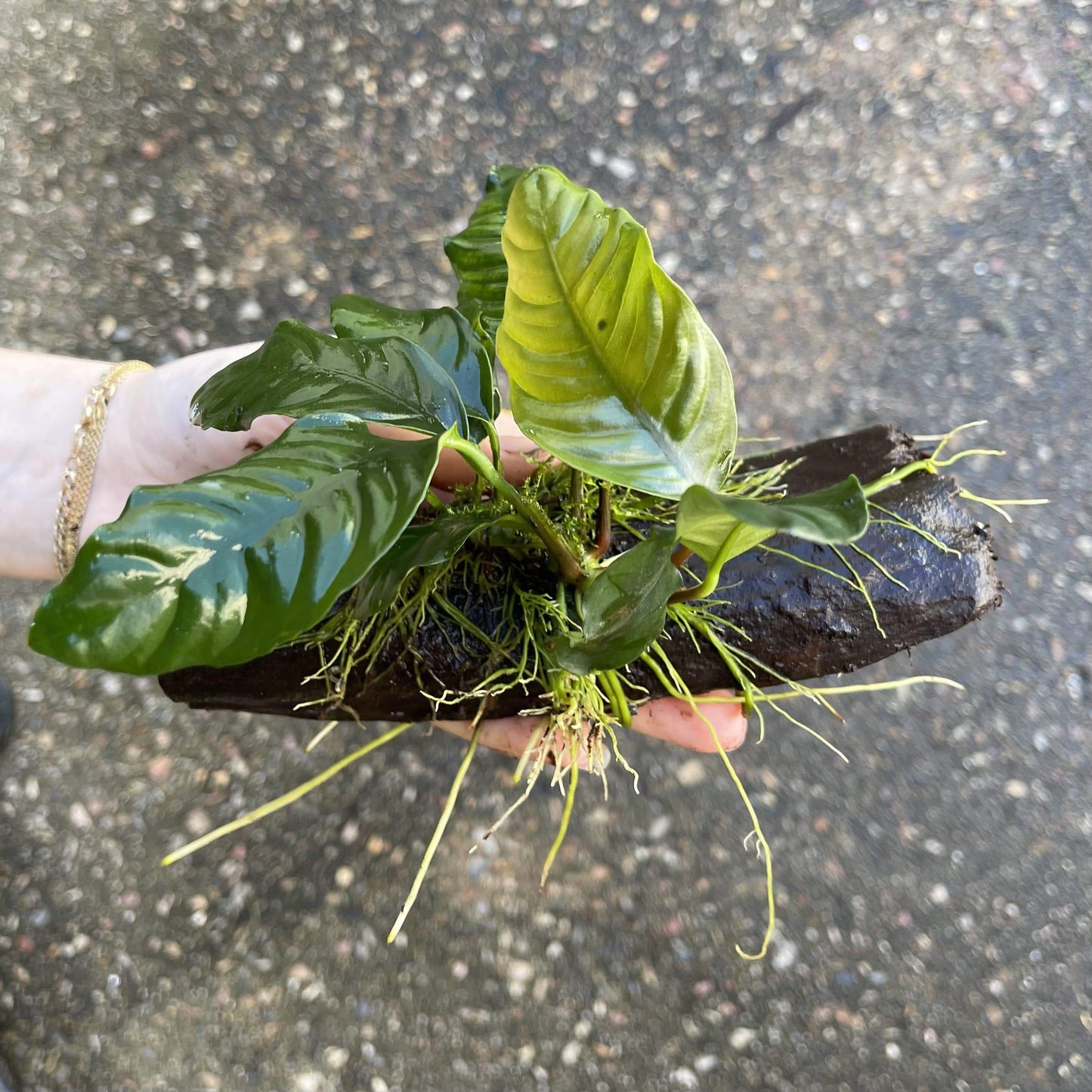 Pisces Enterprises Driftwood Creation Anubias Coffeefolia on Mini Driftwood Creation Anubias Coffeefolia on Mini Driftwood - Aquarium Plants