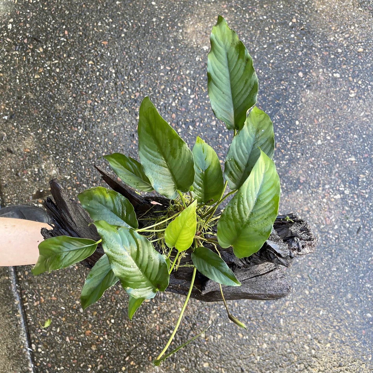 Pisces Enterprises Driftwood Creation Anubias Emerald Heart on Large Driftwood Creation Anubias Emerald Heart on Large Driftwood - Aquarium Plants