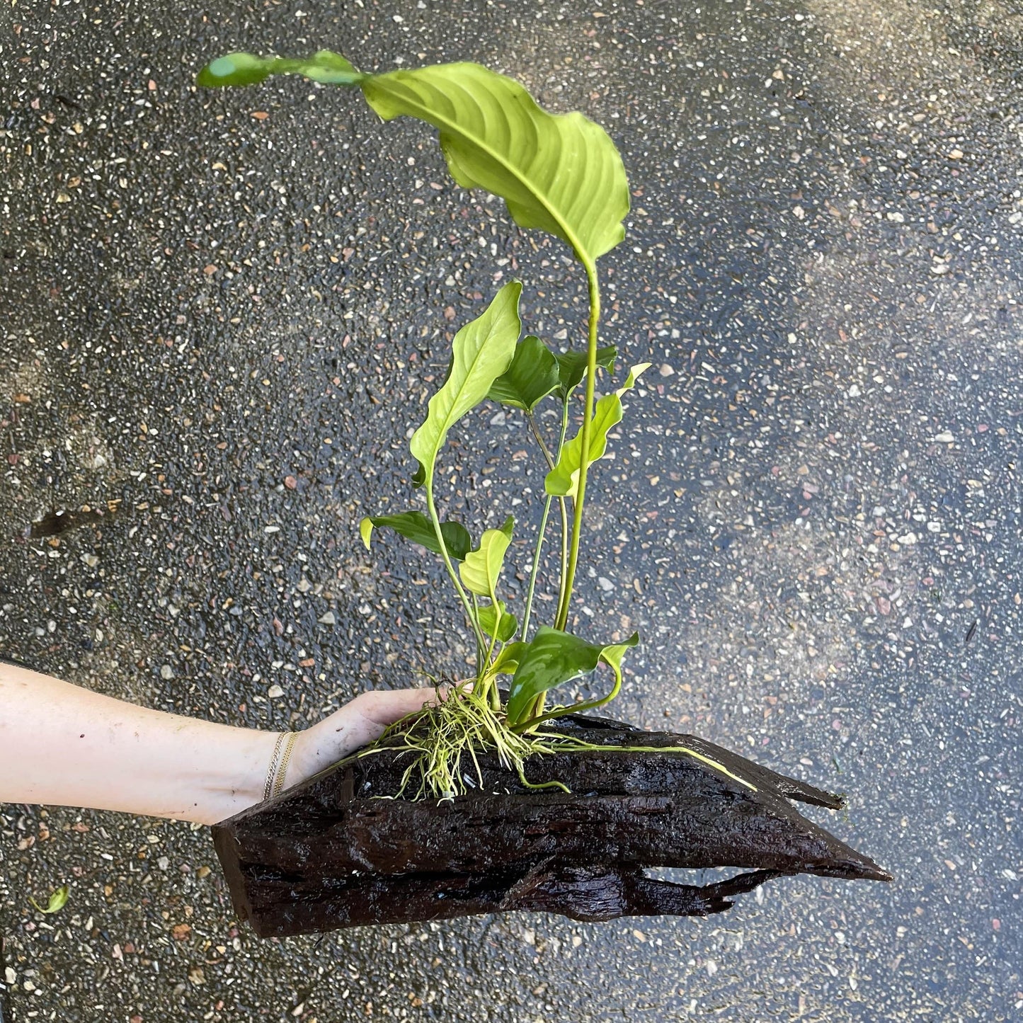Pisces Enterprises Driftwood Creation Anubias Emerald Heart on Large Driftwood Creation Anubias Emerald Heart on Large Driftwood - Aquarium Plants