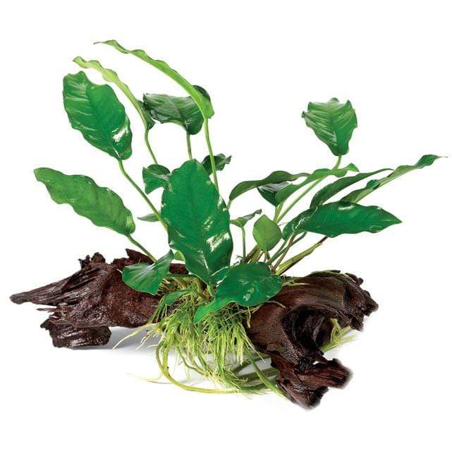 Pisces Enterprises Driftwood Creation Anubias Emerald Heart on Large Driftwood Creation Anubias Emerald Heart on Large Driftwood - Aquarium Plants