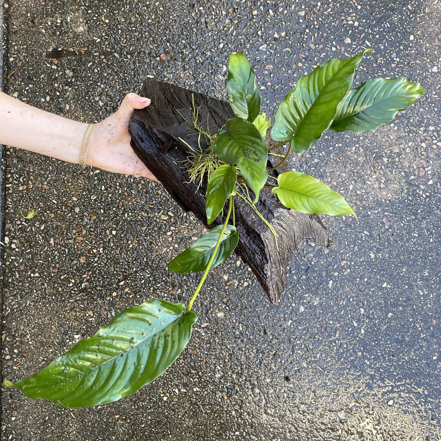 Pisces Enterprises Driftwood Creation Anubias Emerald Heart on Large Driftwood Creation Anubias Emerald Heart on Large Driftwood - Aquarium Plants