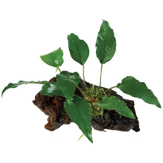Pisces Enterprises Driftwood Creation Anubias 'Isabelle' on Medium Driftwood Creation Anubias Isabelle on Medium Driftwood Aquarium Plants