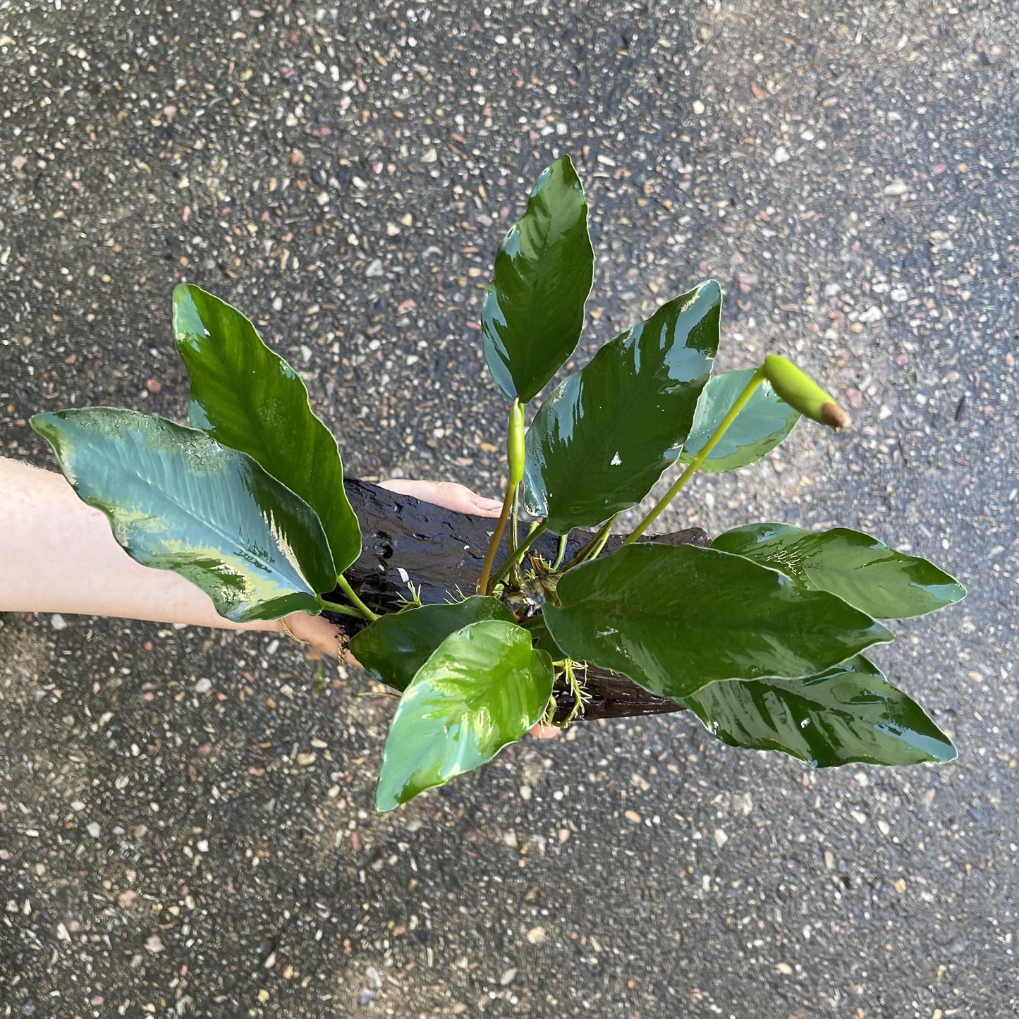 Pisces Enterprises Driftwood Creation Anubias 'Isabelle' on Medium Driftwood Creation Anubias Isabelle on Medium Driftwood Aquarium Plants