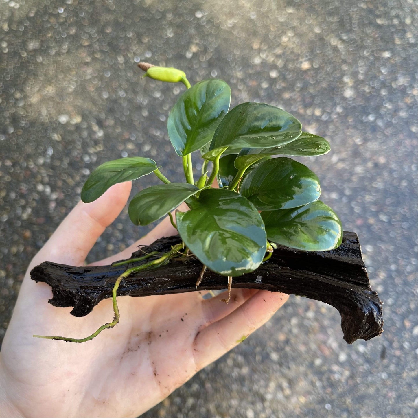 Pisces Enterprises Driftwood Creation Anubias 'Jenny' on Mini Driftwood Creation