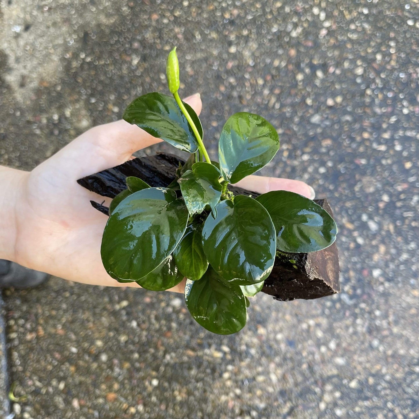 Pisces Enterprises Driftwood Creation Anubias 'Jenny' on Mini Driftwood Creation