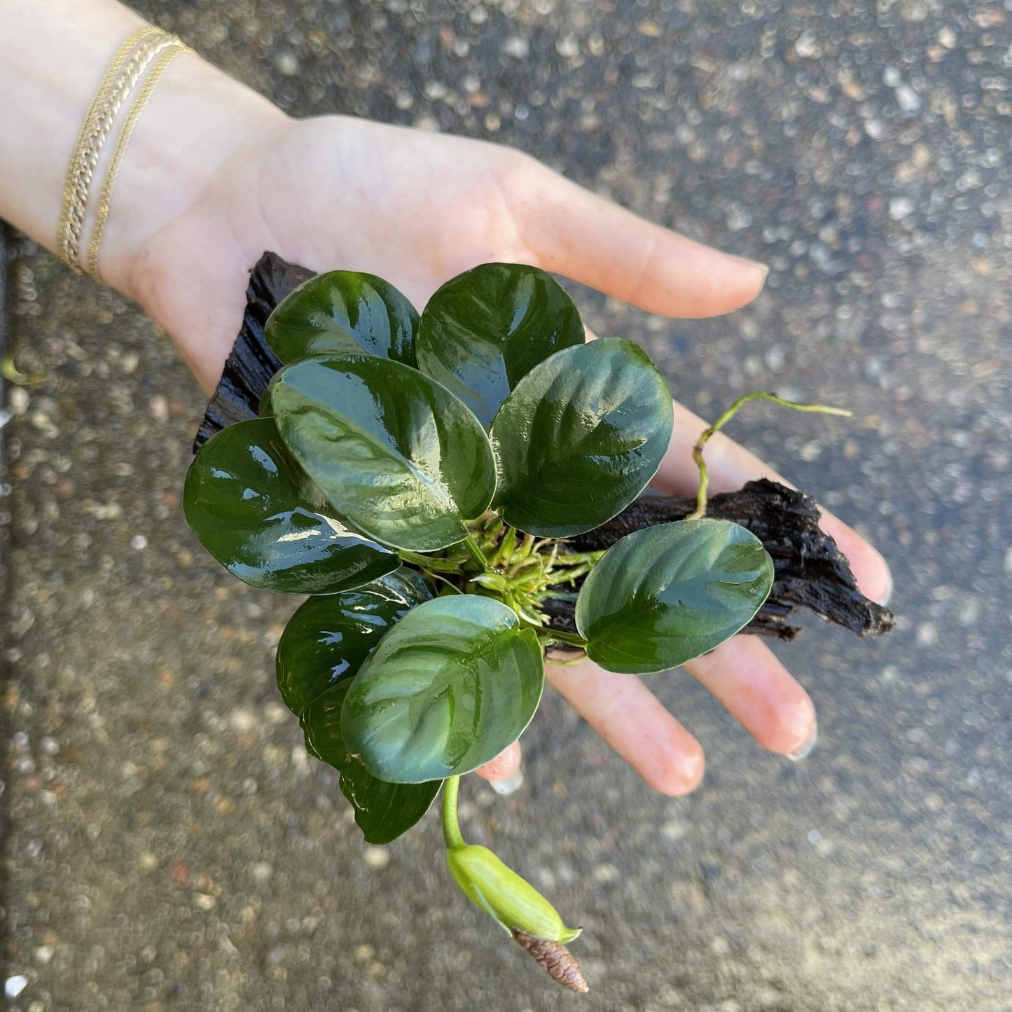 Pisces Enterprises Driftwood Creation Anubias 'Jenny' on Mini Driftwood Creation