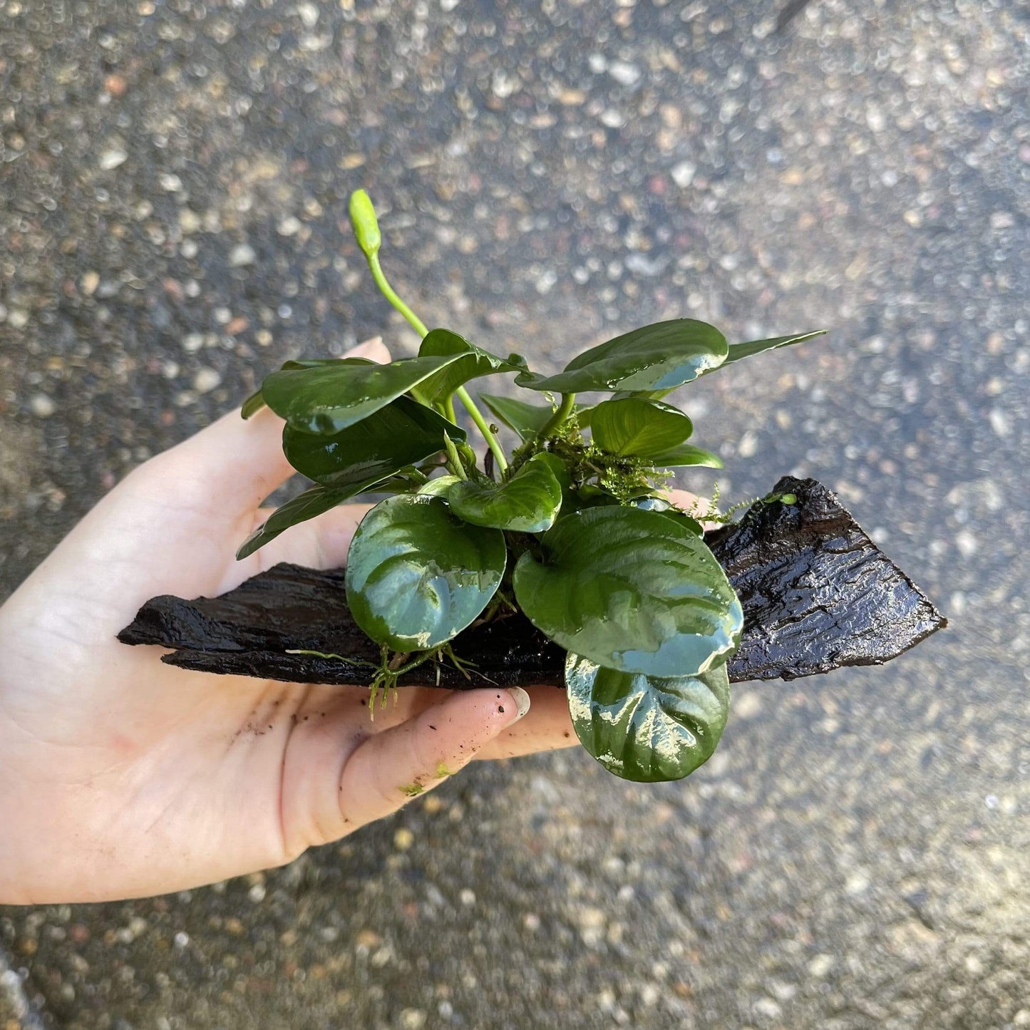 Pisces Enterprises Driftwood Creation Anubias 'Jenny' on Mini Driftwood Creation