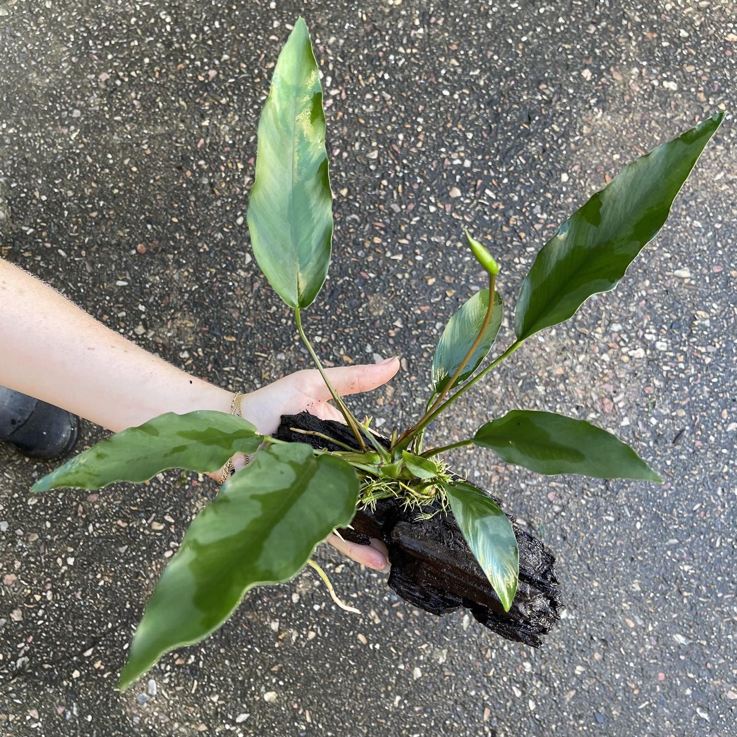 Pisces Enterprises Driftwood Creation Anubias 'Lisa' on Medium Driftwood Creation Anubias Isabelle on Medium Driftwood Aquarium Plants