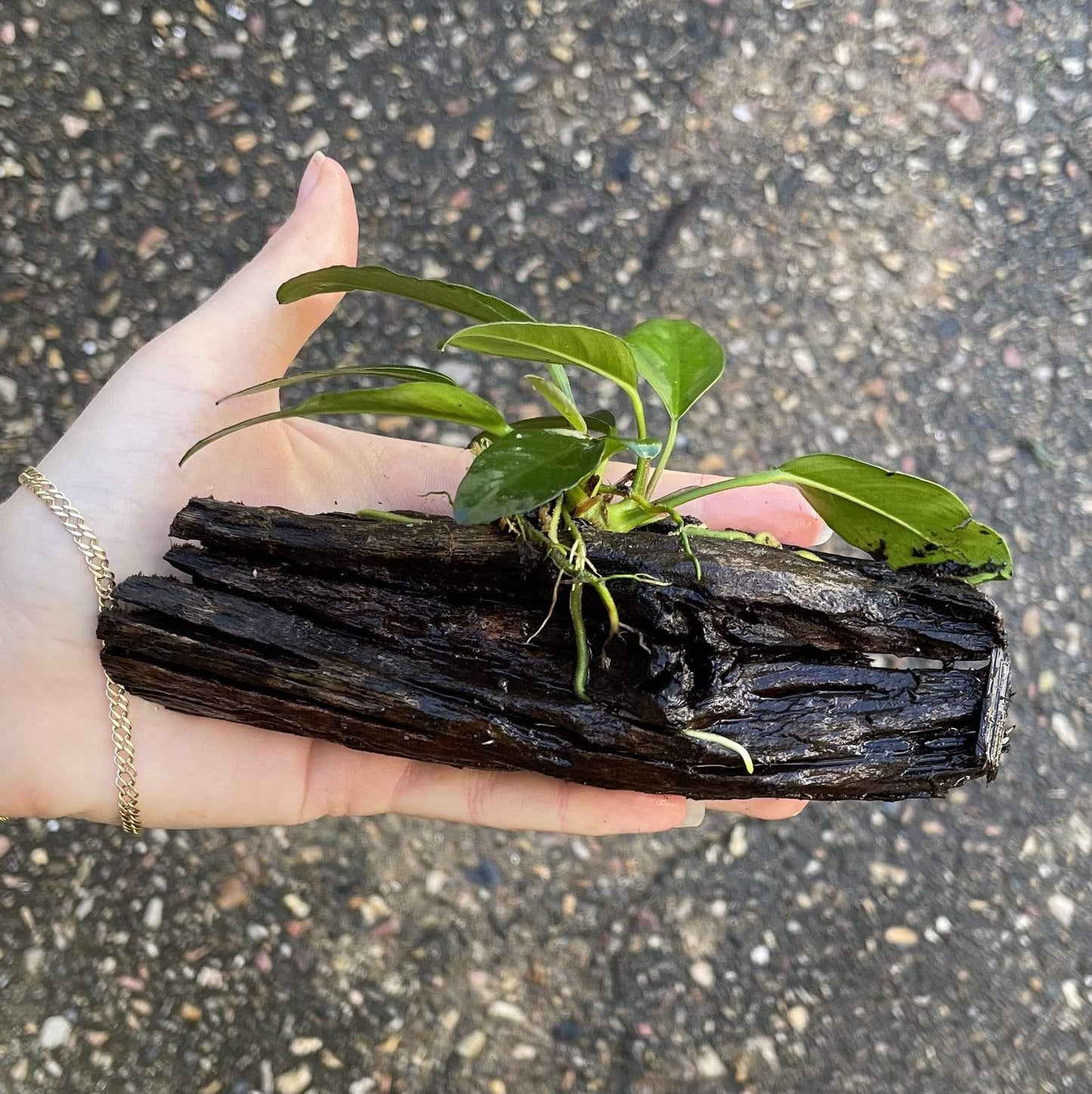 Pisces Enterprises Driftwood Creation Anubias 'Lucy' on Mini Driftwood Creation