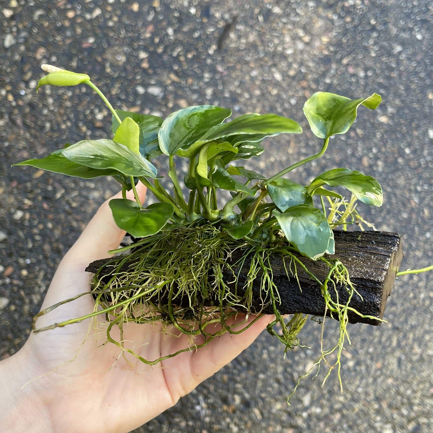 Pisces Enterprises Driftwood Creation Anubias 'Nana' on Mini Driftwood Creation Anubias Nana on Mini Driftwood - Aquarium Plants Australia