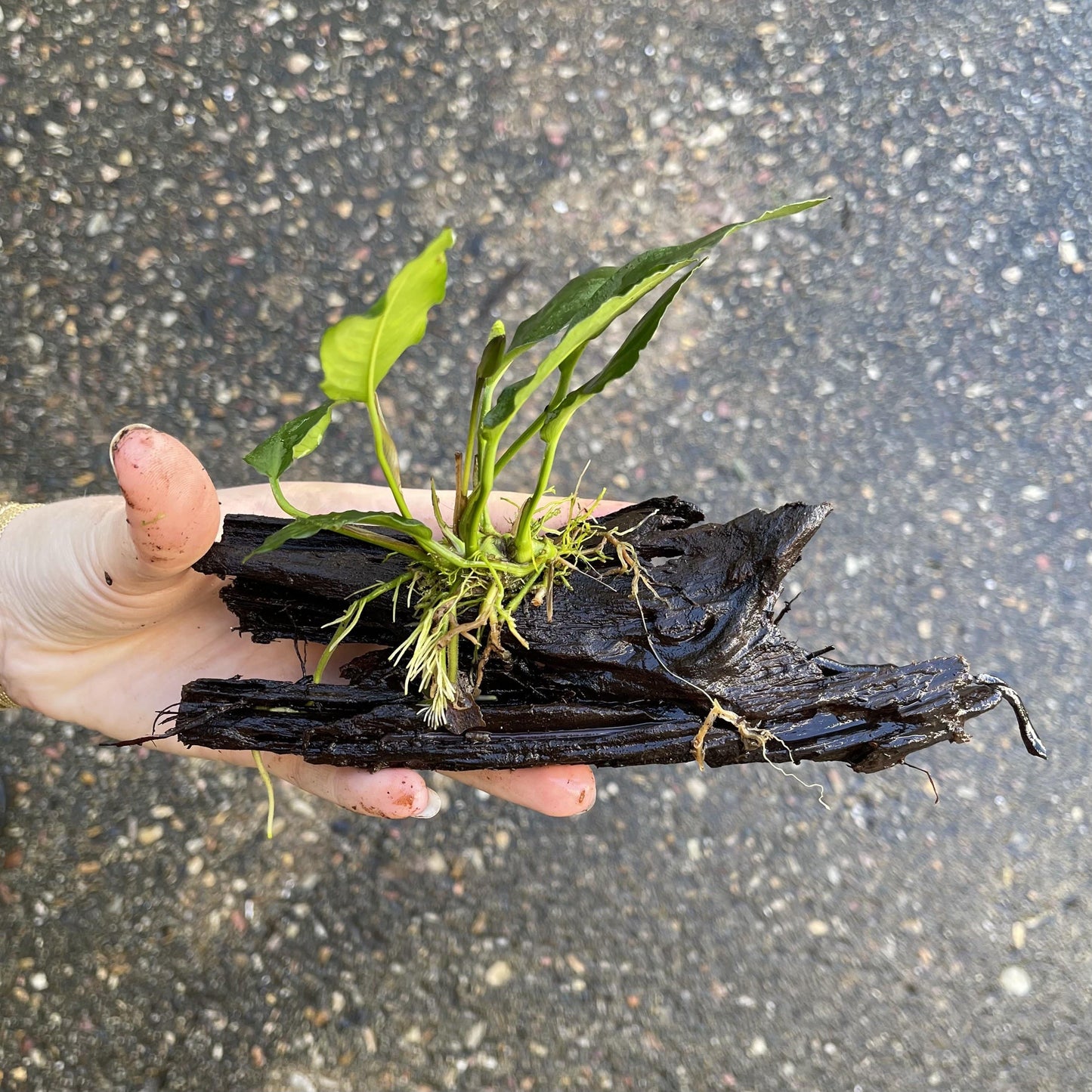 Pisces Enterprises Driftwood Creation Anubias Paco on Mini Driftwood Creation Anubias Paco on Mini Driftwood - Aquarium Plants Australia