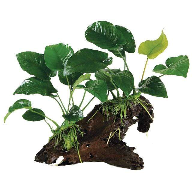 Pisces Enterprises Driftwood Creation Double Anubias Barteri on Extra-Large Driftwood