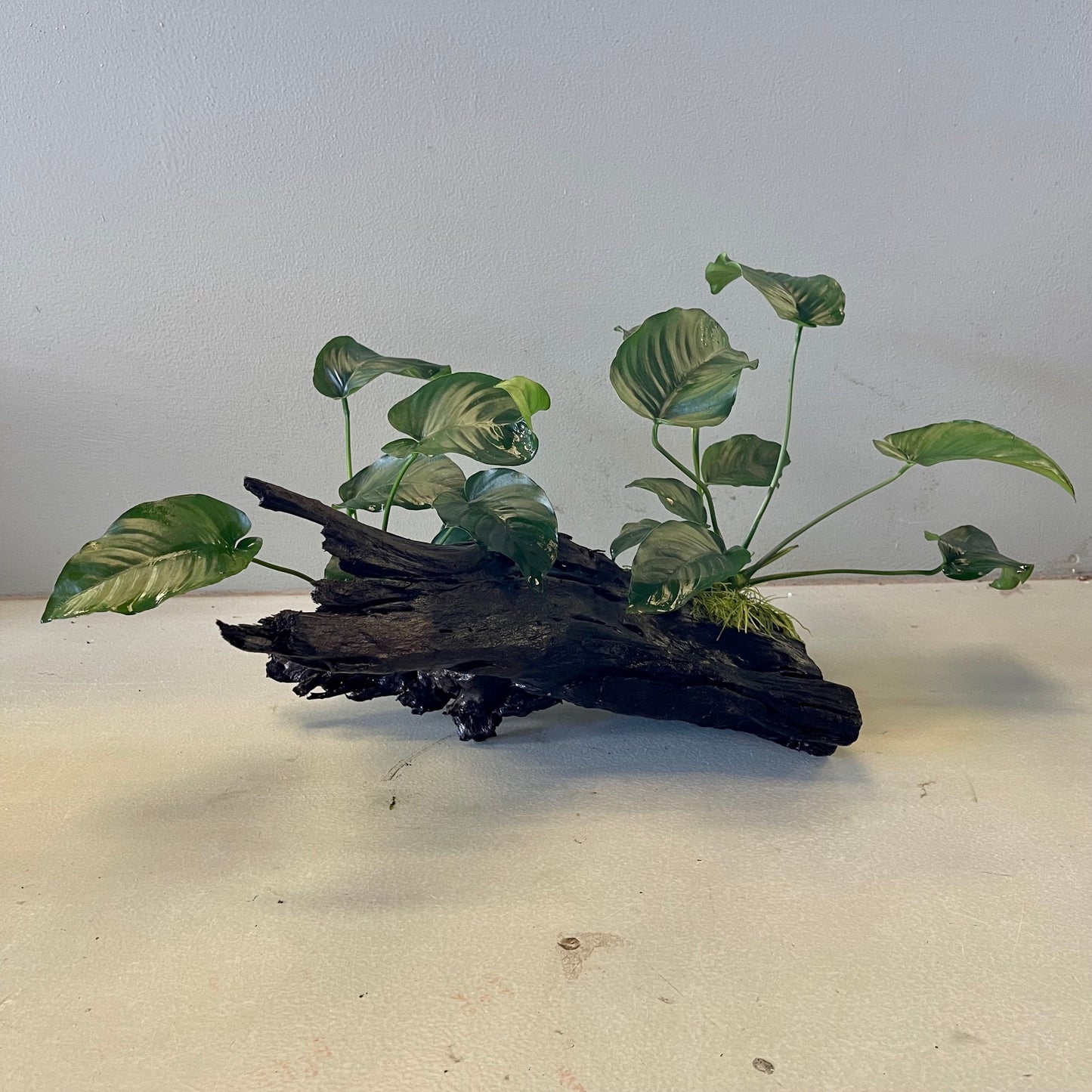 Pisces Enterprises Driftwood Creation Double Anubias Barteri on Extra-Large Driftwood