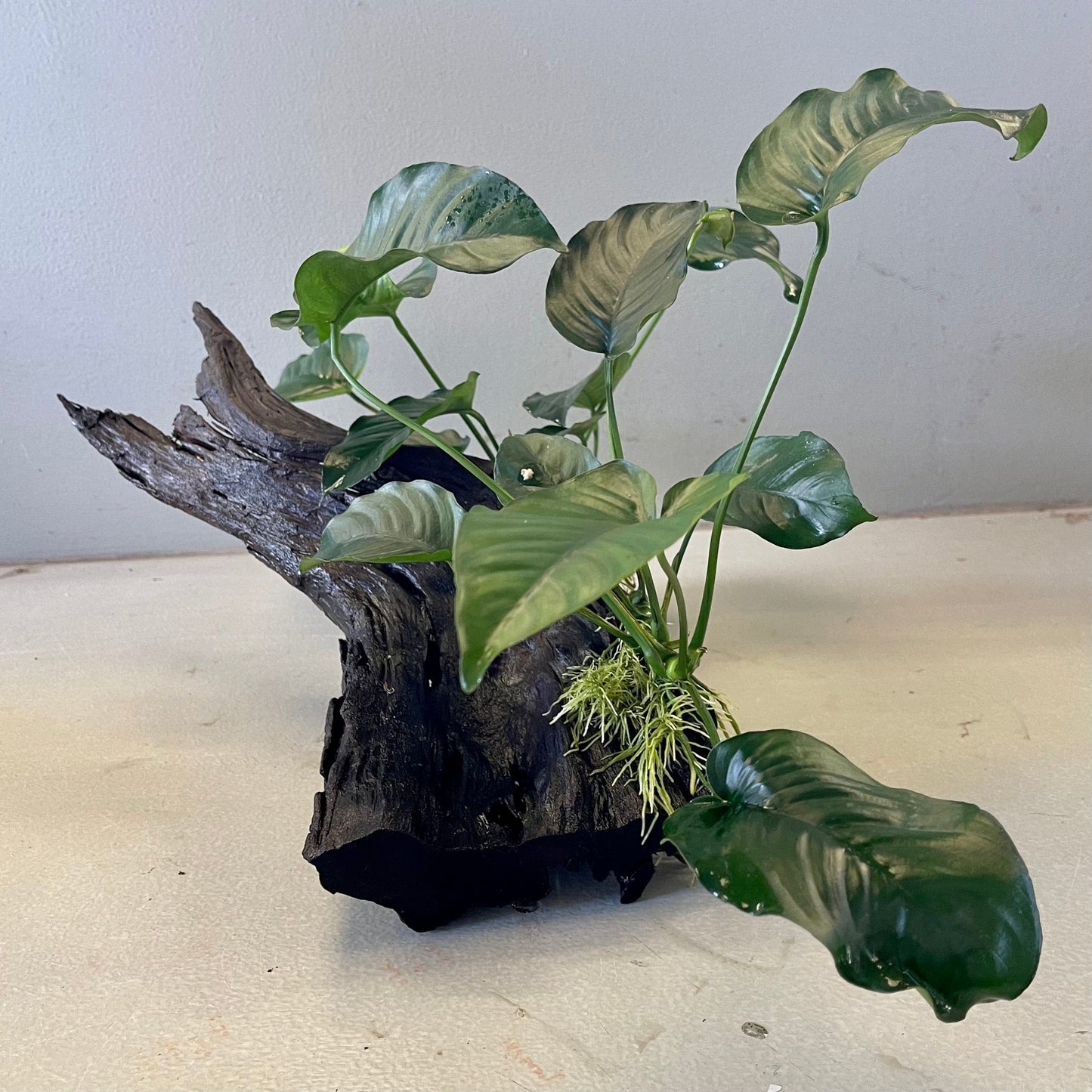Pisces Enterprises Driftwood Creation Double Anubias Barteri on Extra-Large Driftwood