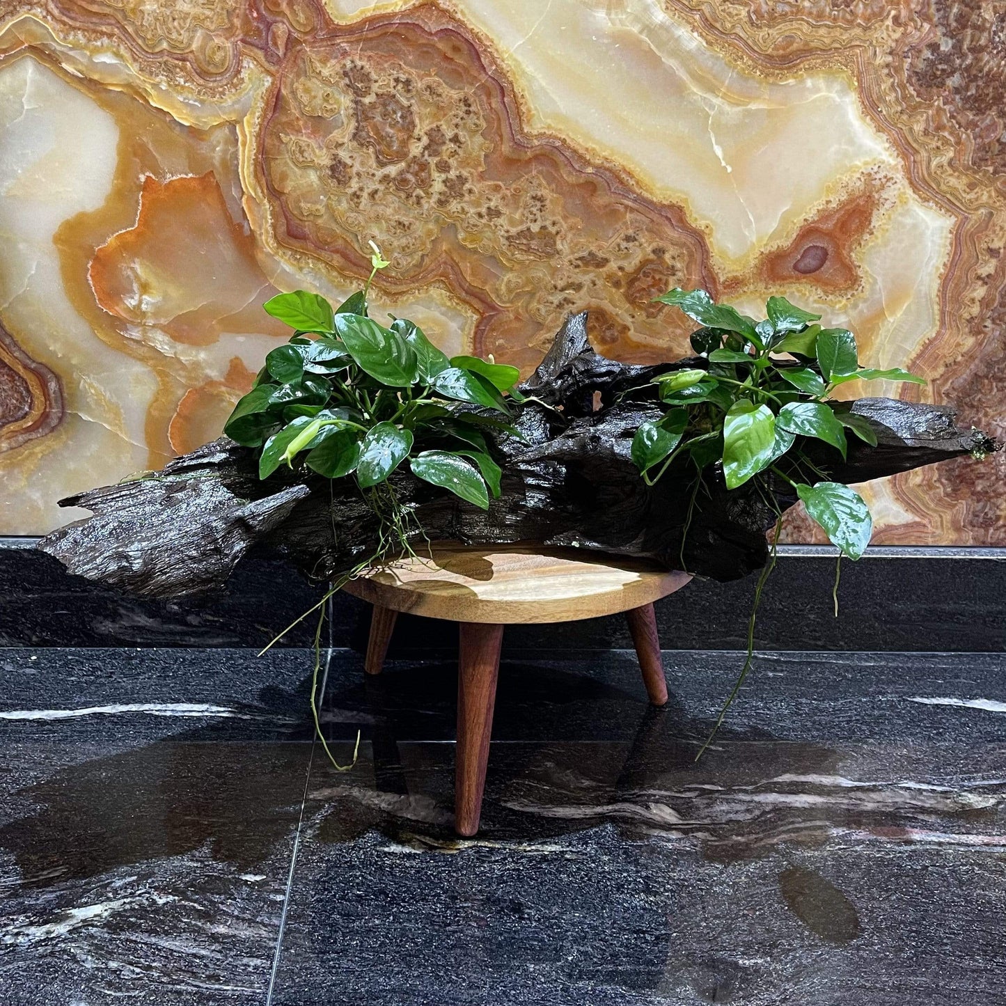 Pisces Enterprises Driftwood Creation Double Anubias 'Nana' on Extra-Large Driftwood Creation